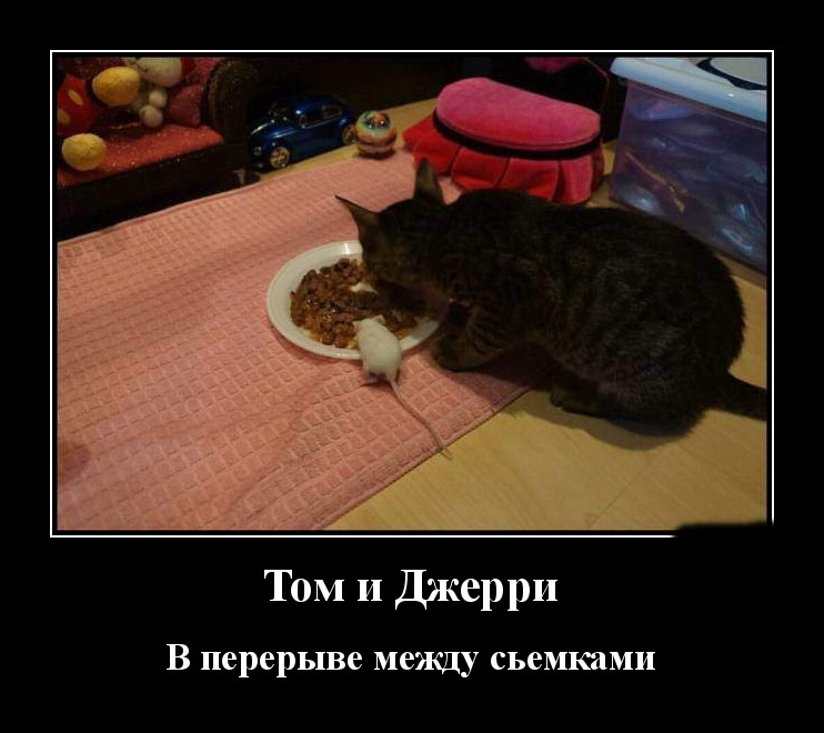 Podborka luchshikh demotivatorov 510 052